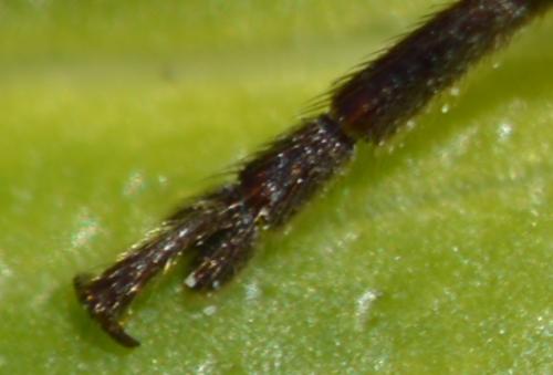 Arhopalus sp.